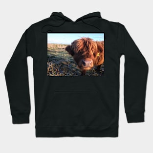 Scottish Highland Cattle Calf 1595 Hoodie